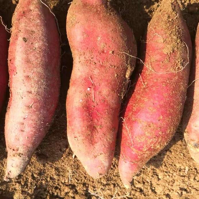 如何挑選種薯？